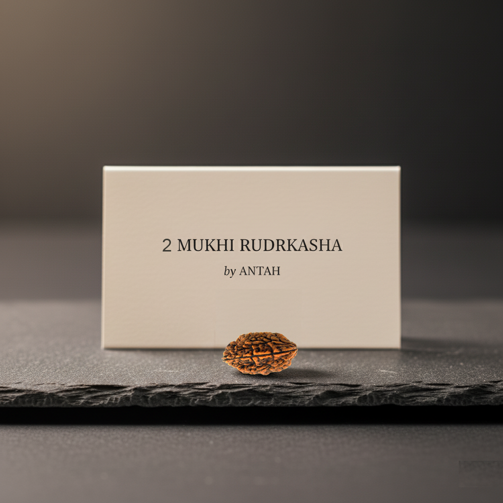 2 - Mukhi Indian Rudraksha - Do Mukhi