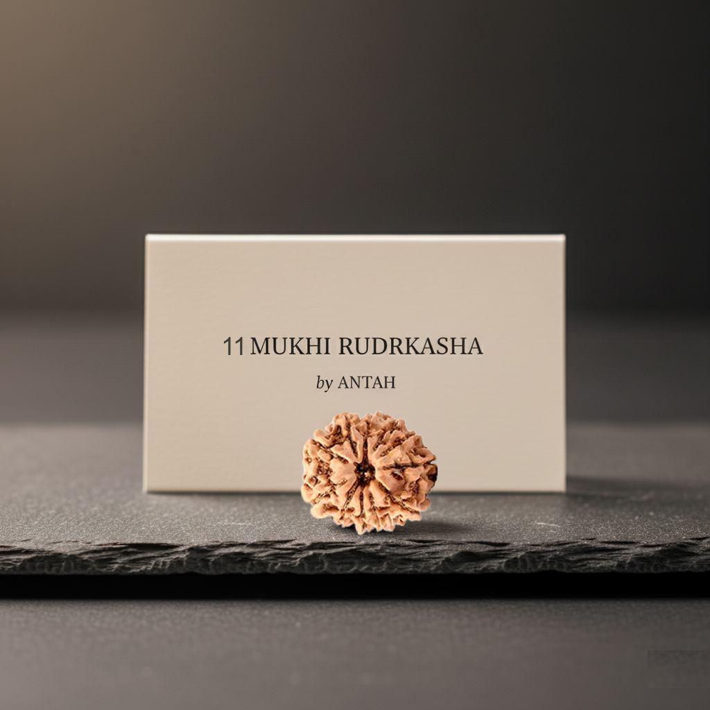 11 - Mukhi Nepali Rudraksh Eleven Mukhi