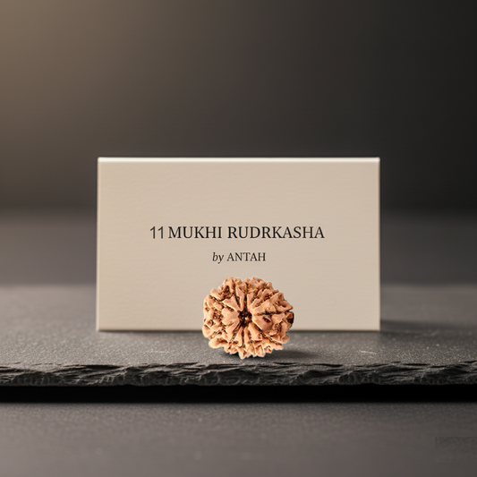 11 - Mukhi Nepali Rudraksh Eleven Mukhi