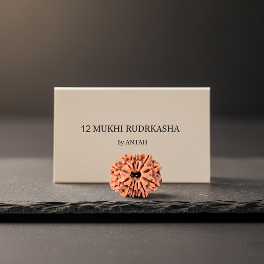 12 - Mukhi Nepali Rudraksh Twelve Mukhi